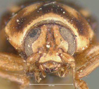 Media type: image; Entomology 9269   Aspect: head frontal view
